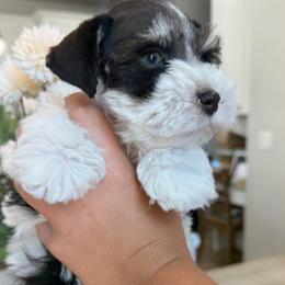 Apollo - Parti male Miniature Schnauzer puppy in Bluffdale, Utah from Mountain Point Schnauzers