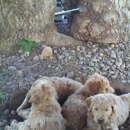 Assorted Doodle Crosses Puppies from Southern Star Goldendoodles