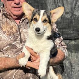 Girl 2 - Black and tan female Pembroke Welsh Corgi puppy in Prague, Oklahoma from L Bar S Corgis