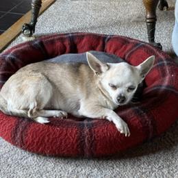 Chihuahuas from Frey Chihuahua