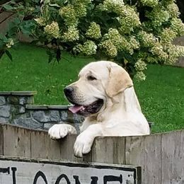 GUS - Labrador Retriever