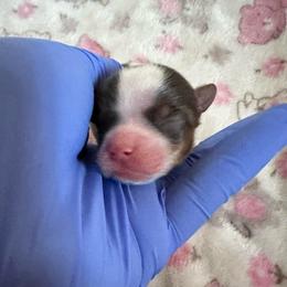 Teddy - Parti male Yorkshire Terrier puppy in Clarksville, Arkansas from K's Luxurious Yorkies