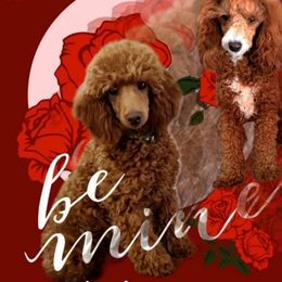 Poodle All Grown Up from Meadowbrook Standard and Mini Poodles