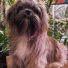 Shih Tzus from Katie's Critters