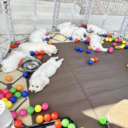 Golden Retriever Puppies from Pushin’ Sand Goldens