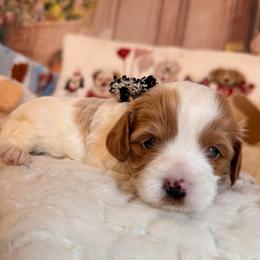 Madeleine - Blenheim female Cavapoo puppy in Dickerson, Maryland from Pawsome Aussie Doodles and Oodles