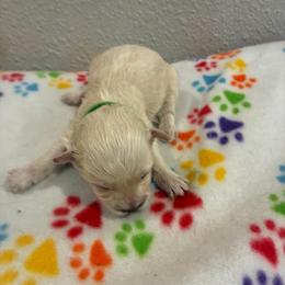 Ottis - White male Havapoo puppy in Brookings, South Dakota from Hofer Pups