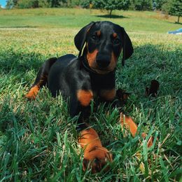 Doberman Pinscher Puppies from Ranchers Companion Doberman Kennel