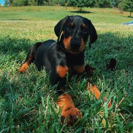 Doberman Pinscher Puppies from Ranchers Companion Doberman Kennel