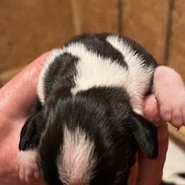 Boxer Puppies from Teressa's Boxers