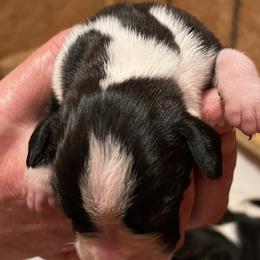 Boxer Puppies from Teressa's Boxers