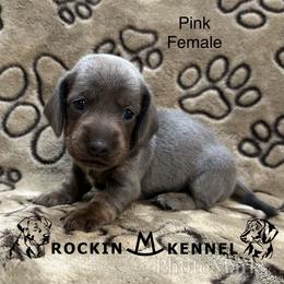 Pink - Gray (blue) and tan female Dachshund puppy in George West, Texas from Rockin M Kennel