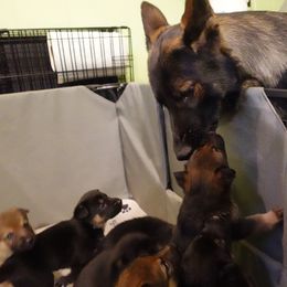 German Shepherd Puppies from Von der Henne K9
