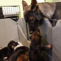 German Shepherd Puppies from Von der Henne K9