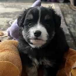 Boy 1 - Black tri male Toy Australian Shepherd puppy in Mineral Wells, Texas from BMNM2 Toy Aussies
