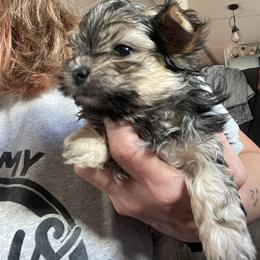 Izzy - Black & tan tri-color male Morkie puppy in Taylorsville, North Carolina from Mountain Top Hot Tailz