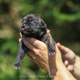 Magnus - Black brindle male Cane Corso puppy in Cable, Ohio from Americana Cane Corso