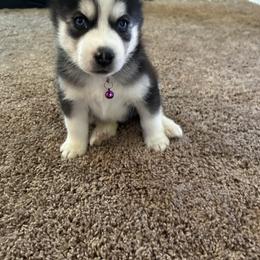 Siberian Husky Puppies from Dave’s Husky’s