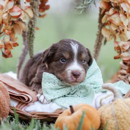 Apollo - Red merle male Miniature Australian Shepherd puppy in White Oak, Texas from Triple Lake Ranch Miniature Australian Shepherds