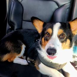 Shadow - Black and tan male Pembroke Welsh Corgi puppy in La Joya, Texas from South Texas Corgis