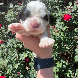 Girl 1 - Black and white female Cocker Spaniel puppy in Greensboro, North Carolina from Cochran Spaniels