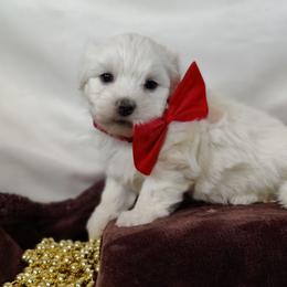 Ace-OFA parents - White male Coton de Tulear puppy in Westfield, North Carolina from Legacy Pets