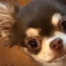 Chihuahuas from GladeMist