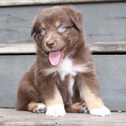 Clove - Red tri-color female Australian Shepherd puppy in Macon, Georgia from Shaina’s Shepherds
