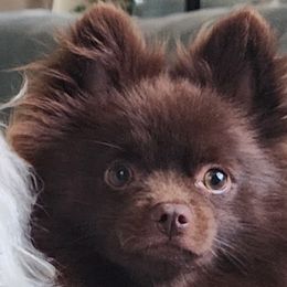 Pomeranians from Cristina Cammarota