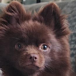 Pomeranians from Cristina Cammarota