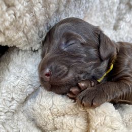 Australian Labradoodle Puppies from Salona- Australian Labradoodles of North America