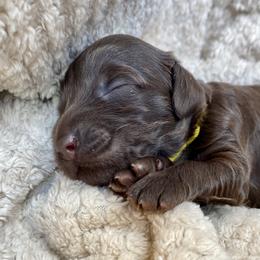 Australian Labradoodle Puppies from Salona- Australian Labradoodles of North America