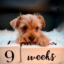 Golden boy - Chocolate and tan male Yorkshire Terrier puppy in Machesney Park, Illinois from Three Yorkie Family