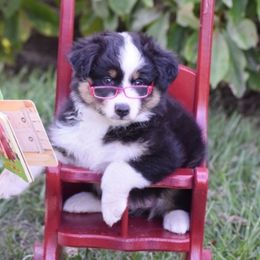 Australian Shepherd and Miniature Australian Shepherd Puppies from CY Ranch Aussies