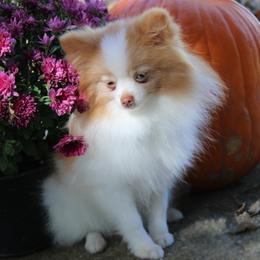 Daisy - Pomeranian