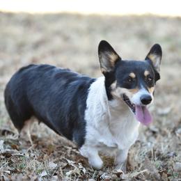 Pembroke Welsh Corgis from Rocking K- Corgis