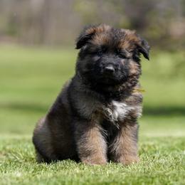 Gold Ribbon - Sable male German Shepherd puppy in Howard City, Michigan from Sherman's Shepherds