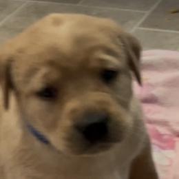 Ginger - Yellow female Labrador Retriever puppy in Alcester, South Dakota from R-Team