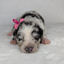 Pink collar - Blue merle female Australian Shepherd puppy in Coulee City, Washington from Mr and Mrs Doodle Farm