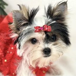 Yorkshire Terrier puppies from Bristy’s Pampered Pups