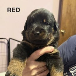 Red Collar - A Litter - Black and tan male Beauceron puppy in Sterling, Illinois from Beaucerons of Tempete De Hope