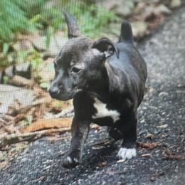 Odyssey - Sable and white female Teddy Roosevelt Terrier puppy in Cumming, Georgia from Barnett’s Rambling Terriers