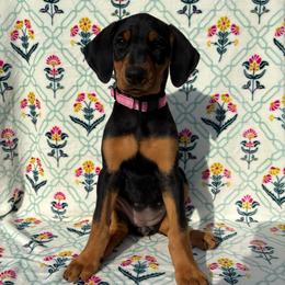 Eleanor - Black and rust female Doberman Pinscher puppy in Coplay, Pennsylvania from By My Side Germans Shepherds & Dobermans