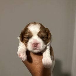 Male 2 - Gold and white male Shih Tzu puppy in Kissimmee, Florida from Bebe AKC Puppies