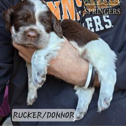 Donnor - Liver white and roan male English Springer Spaniel puppy in Ocoee, Tennessee from Ocoee Mountain Springers