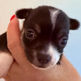 Magic - Black and white male Chihuahua puppy in Massachusetts, Massachusetts from Boston Chi Chis