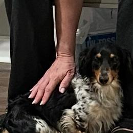 Rebel - Dachshund