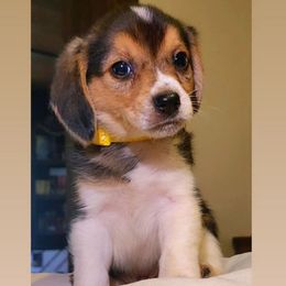 Fir - Black red and white male Beagle puppy in Rose Bud, Arkansas from Rajun Cajun Kennels