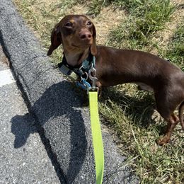 Dachshund All Grown Up from Courtney Robinson