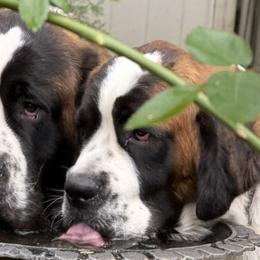 Saint Bernards from Eagle Mountain Saints